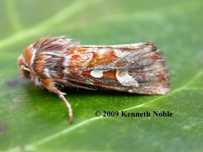 pine beauty (Panolis flammea) Kenneth Noble